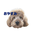 わが家のぽんずくん（個別スタンプ：3）