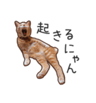 むぎちゃんにゃん！2（個別スタンプ：1）
