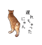 むぎちゃんにゃん！2（個別スタンプ：4）