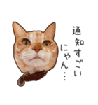 むぎちゃんにゃん！2（個別スタンプ：5）