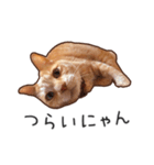 むぎちゃんにゃん！2（個別スタンプ：6）