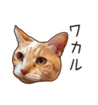 むぎちゃんにゃん！2（個別スタンプ：13）