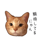 むぎちゃんにゃん！2（個別スタンプ：16）