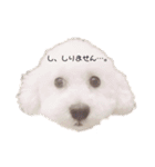 ぽっぷ（個別スタンプ：1）