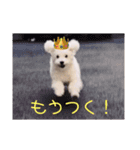 ぽっぷ（個別スタンプ：3）