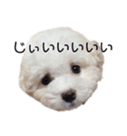 ぽっぷ（個別スタンプ：9）