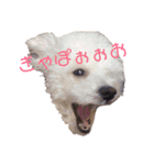 ぽっぷ（個別スタンプ：10）