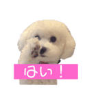 ぽっぷ（個別スタンプ：13）