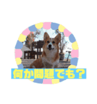 コーギーのすたんぷ（個別スタンプ：7）