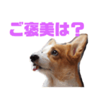 コーギーのすたんぷ（個別スタンプ：10）