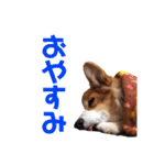 コーギーのすたんぷ（個別スタンプ：13）