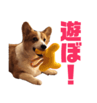 コーギーのすたんぷ（個別スタンプ：14）