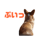 コーギーのすたんぷ（個別スタンプ：15）