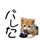 ぽんずすたんぷ 2（個別スタンプ：3）