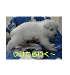 ジェイのスタンプ（個別スタンプ：11）