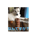 ジェイのスタンプ（個別スタンプ：17）
