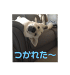 ジェイのスタンプ（個別スタンプ：20）