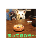ジェイのスタンプ（個別スタンプ：31）