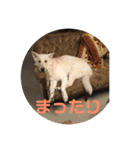 ジェイのスタンプ（個別スタンプ：33）