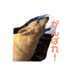 ジェイのスタンプ（個別スタンプ：35）