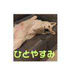 ジェイのスタンプ（個別スタンプ：36）