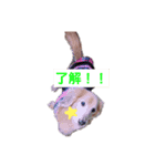 ダックスのマロンくん（個別スタンプ：4）