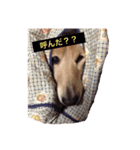 ダックスのマロンくん（個別スタンプ：8）