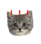 子猫のじん君(立ち耳スコティッシュ)（個別スタンプ：1）