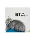 子猫のじん君(立ち耳スコティッシュ)（個別スタンプ：2）