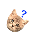 子猫のじん君(立ち耳スコティッシュ)（個別スタンプ：3）