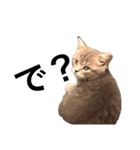 子猫のじん君(立ち耳スコティッシュ)（個別スタンプ：4）