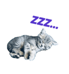 子猫のじん君(立ち耳スコティッシュ)（個別スタンプ：5）