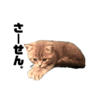 子猫のじん君(立ち耳スコティッシュ)（個別スタンプ：6）