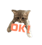 子猫のじん君(立ち耳スコティッシュ)（個別スタンプ：7）