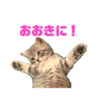 子猫のじん君(立ち耳スコティッシュ)（個別スタンプ：8）