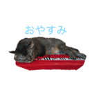 かわいいきゃっと（個別スタンプ：2）