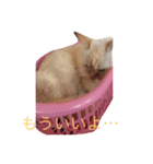かわいいきゃっと（個別スタンプ：5）
