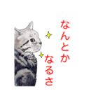 幸せを運ぶ猫（個別スタンプ：1）
