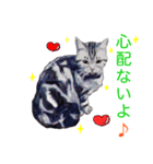 幸せを運ぶ猫（個別スタンプ：2）