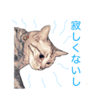 幸せを運ぶ猫（個別スタンプ：4）