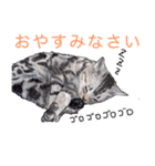 幸せを運ぶ猫（個別スタンプ：5）