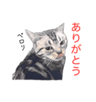 幸せを運ぶ猫（個別スタンプ：7）