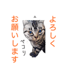 幸せを運ぶ猫（個別スタンプ：8）