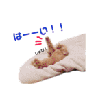 ココと愉快な仲間たち！（個別スタンプ：3）