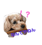 ココと愉快な仲間たち！（個別スタンプ：10）
