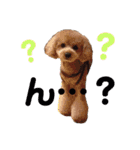 ココと愉快な仲間たち！（個別スタンプ：12）