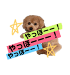 ココと愉快な仲間たち！（個別スタンプ：18）
