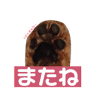 ココと愉快な仲間たち！（個別スタンプ：25）