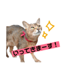 ココと愉快な仲間たち！（個別スタンプ：29）