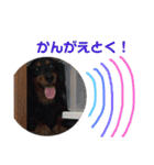ココと愉快な仲間たち！（個別スタンプ：36）